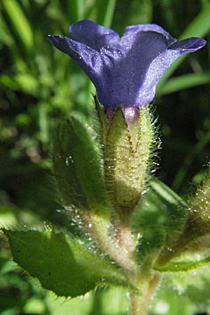 Pulmonaria affinis \ &Auml;hnliches Lungenkraut / Lungwort, F Corbi&egrave;res,  Talairan 13.5.2007