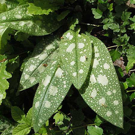 Pulmonaria affinis \ &Auml;hnliches Lungenkraut / Lungwort, F Causse du Larzac 15.5.2007