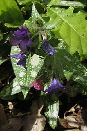 Pulmonaria affinis \ &Auml;hnliches Lungenkraut / Lungwort, F Causse du Larzac 15.5.2007