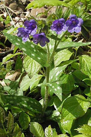 Pulmonaria affinis \ &Auml;hnliches Lungenkraut / Lungwort, F Causse du Larzac 15.5.2007