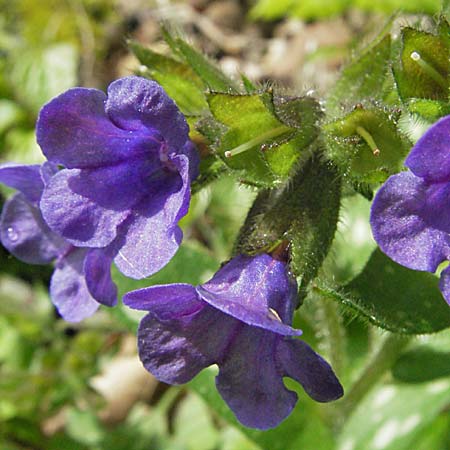Pulmonaria affinis \ &Auml;hnliches Lungenkraut / Lungwort, F Causse du Larzac 15.5.2007