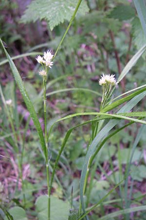 Luzula nivea \ Schneeweie Hainsimse / Swow-white Wood-Rush, F Pyrenäen/Pyrenees, Eyne 25.6.2008