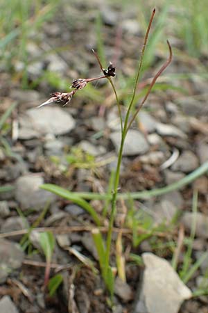 Luzula nutans \ Nickende Hainsimse / Nutant Wood-Rush, F Col de la Bonette 8.7.2016