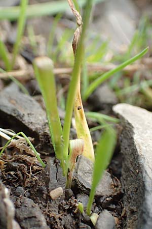 Luzula nutans \ Nickende Hainsimse / Nutant Wood-Rush, F Col de la Bonette 8.7.2016