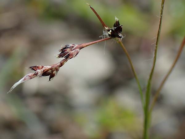 Luzula nutans \ Nickende Hainsimse / Nutant Wood-Rush, F Col de la Bonette 8.7.2016