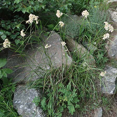 Luzula nivea \ Schneeweie Hainsimse / Swow-white Wood-Rush, F Pyrenäen/Pyrenees, Canigou 24.7.2018