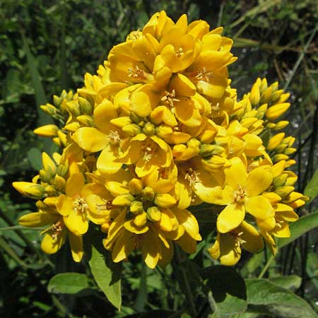 Lysimachia vulgaris \ Gilb-Weiderich / Yellow Loosestrife, F Mouries 9.6.2006