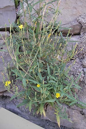 Lactuca viminea subsp. chondrilliflora \ Westlicher Ruten-Lattich, F Causse de Blandas 30.5.2009