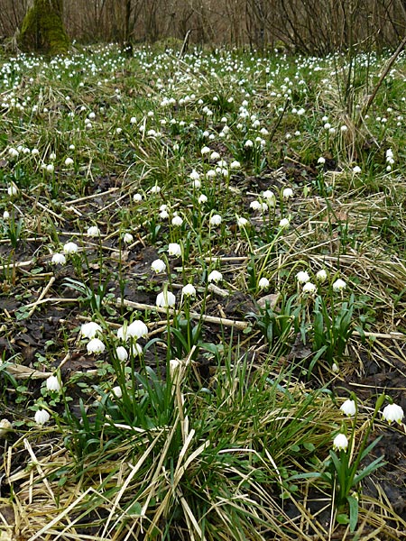 Leucojum vernum \ Frhlings-Knotenblume, Mrzenbecher / Spring Snowflake, F Seltz 10.3.2013