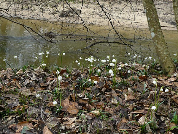 Leucojum vernum \ Frhlings-Knotenblume, Mrzenbecher / Spring Snowflake, F Seltz 10.3.2013