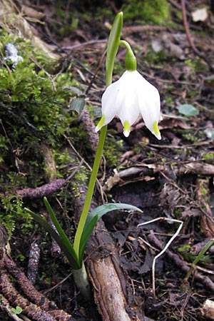 Leucojum vernum \ Frhlings-Knotenblume, Mrzenbecher / Spring Snowflake, F Seltz 10.3.2013