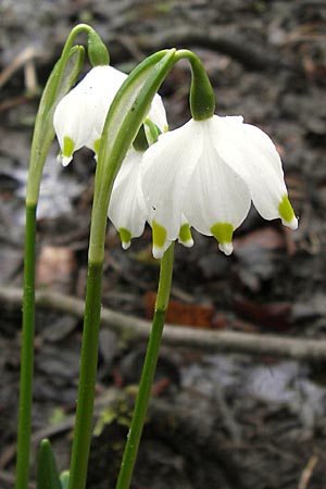 Leucojum vernum, Frühlings-Knotenblume, Märzenbecher