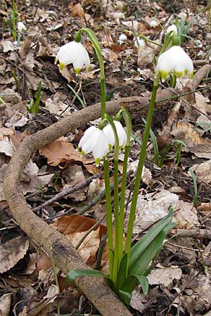 Leucojum vernum \ Frhlings-Knotenblume, Mrzenbecher / Spring Snowflake, F Seltz 10.3.2013