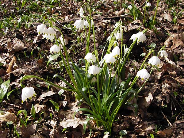 Leucojum vernum \ Frhlings-Knotenblume, Mrzenbecher / Spring Snowflake, F Seltz 10.3.2013