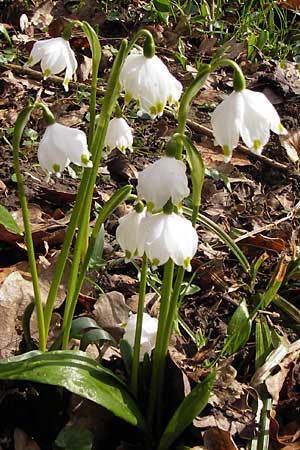 Leucojum vernum \ Frhlings-Knotenblume, Mrzenbecher / Spring Snowflake, F Seltz 10.3.2013