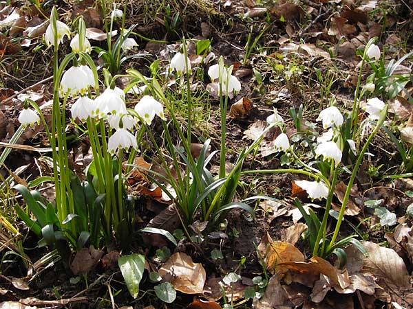 Leucojum vernum \ Frhlings-Knotenblume, Mrzenbecher / Spring Snowflake, F Seltz 10.3.2013