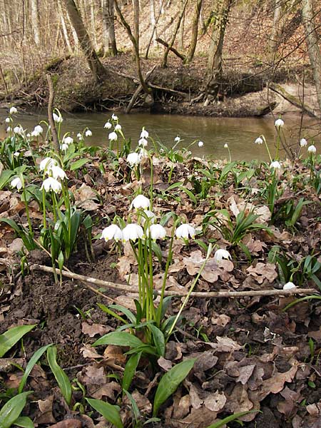 Leucojum vernum \ Frhlings-Knotenblume, Mrzenbecher / Spring Snowflake, F Seltz 10.3.2013