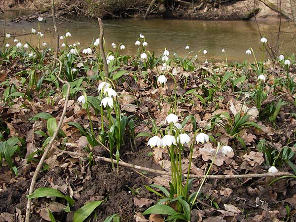 Leucojum vernum \ Frhlings-Knotenblume, Mrzenbecher / Spring Snowflake, F Seltz 10.3.2013