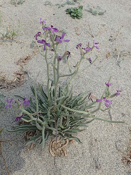 Matthiola sinuata \ Gebuchtete Levkoje / Sea Stock, F Canet-en-Roussillon 9.8.2018