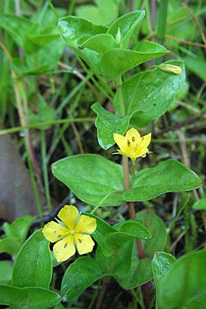 Lysimachia nemorum \ Hain-Gilb-Weiderich / Yellow Pimpernel, F Allevard 11.6.2006