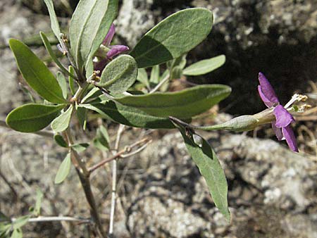 Lycium barbarum \ Gewhnlicher Bocksdorn / Duke of Argyll's Tea-Plant, F Avignon 7.8.2006