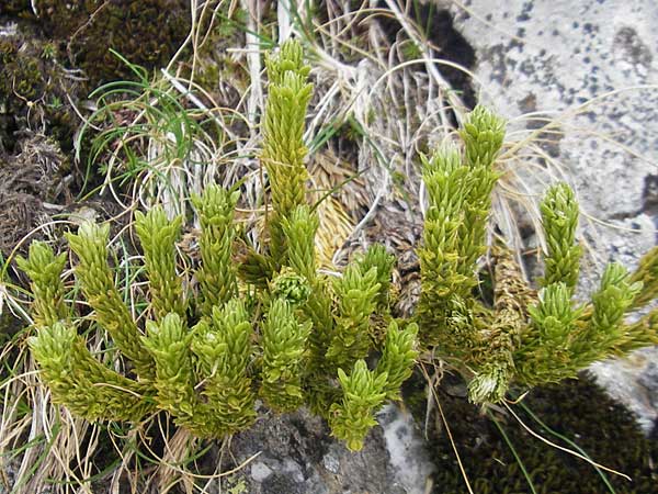 Huperzia selago \ Tannen-Brlapp / Fir Clubmoss, F Pyrenäen/Pyrenees, Gourette 25.8.2011