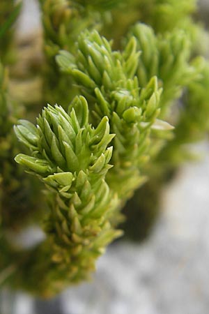 Huperzia selago \ Tannen-Brlapp / Fir Clubmoss, F Pyrenäen/Pyrenees, Gourette 25.8.2011