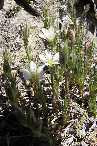 Minuartia rostrata \ Geschn&auml;belte Miere / Beaked Sandwort, F Le Rozier (Tarn) 28.5.2009
