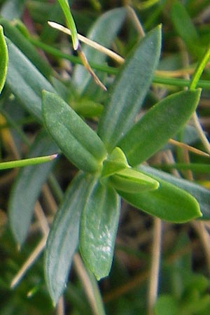 Arenaria purpurascens \ Rosafarbenes Sandkraut, Purpur-Sandkraut / Pink Sandwort, Purplish Sandwort, F Pyren&auml;en/Pyrenees, Gourette 25.8.2011