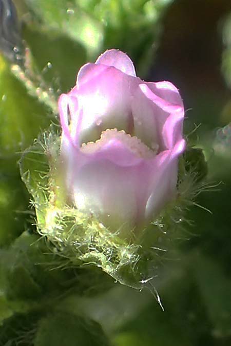 Malva nicaeensis \ Nizza-Malve / Nice Mallow, F Camargue,  Mas-Thibert 2.5.2023