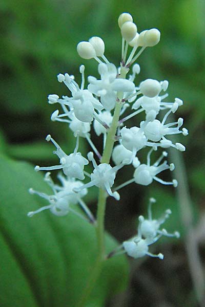 Maianthemum bifolium \ Schattenblmchen / May Lily, False Lily of the Valley, F Allevard 11.6.2006