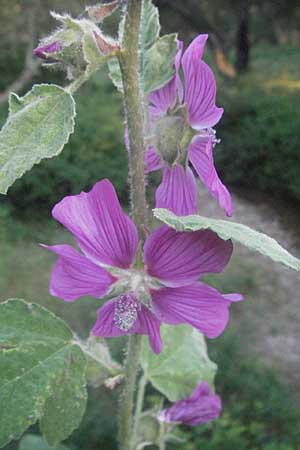Malva olbia \ Busch-Malve / Bush Mallow, F Maures,  Bois de Rouquan 12.5.2007