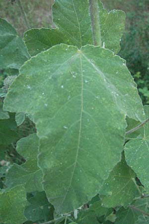 Malva olbia \ Busch-Malve / Bush Mallow, F Maures,  Bois de Rouquan 12.5.2007