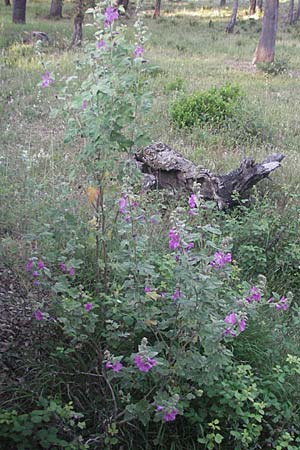 Malva olbia \ Busch-Malve / Bush Mallow, F Maures,  Bois de Rouquan 12.5.2007