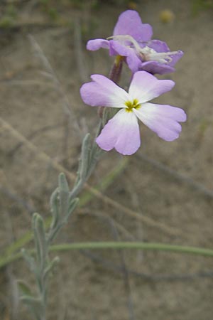 Malcolmia littorea \ Strand-Meerviole / Sand Stock, Silver Sea Stock, F S&egrave;te 5.6.2009