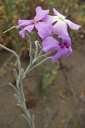 Malcolmia littorea \ Strand-Meerviole / Sand Stock, Silver Sea Stock, F S&egrave;te 5.6.2009