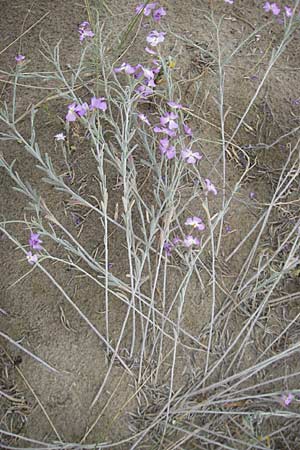 Malcolmia littorea \ Strand-Meerviole / Sand Stock, Silver Sea Stock, F S&egrave;te 5.6.2009