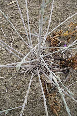 Malcolmia littorea \ Strand-Meerviole / Sand Stock, Silver Sea Stock, F S&egrave;te 5.6.2009