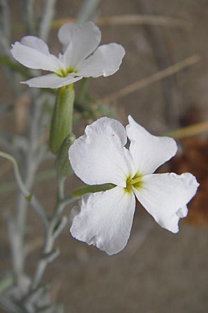 Malcolmia littorea \ Strand-Meerviole / Sand Stock, Silver Sea Stock, F S&egrave;te 5.6.2009