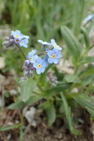 Myosotis alpestris \ Alpen-Vergissmeinnicht / Alpine Forget-me-not, F Col de la Bonette 8.7.2016