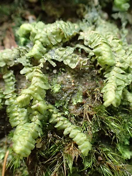 Bazzania trilobata \ Dreilappiges Peitschenmoos / Greater Whipwort, F Turquestein-Blancrupt 5.6.2018