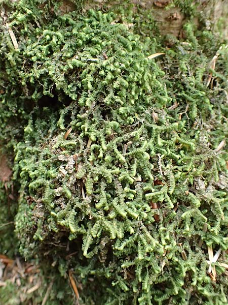 Bazzania trilobata \ Dreilappiges Peitschenmoos / Greater Whipwort, F Turquestein-Blancrupt 5.6.2018