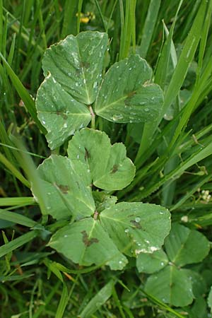 Medicago arabica \ Arabischer Schneckenklee / Spotted Medick, F Lothringen/Lorraine, Marsal 28.4.2023
