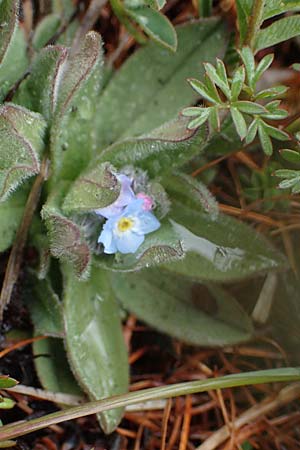 Myosotis alpestris \ Alpen-Vergissmeinnicht / Alpine Forget-me-not, F Col de la Cayolle 30.4.2023