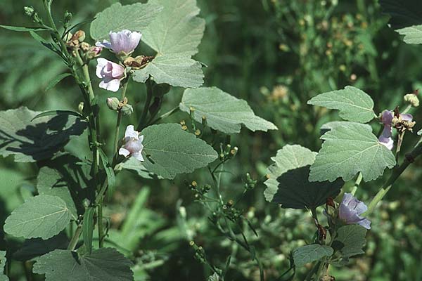 Malva olbia \ Busch-Malve / Bush Mallow, F Camargue 24.9.1994
