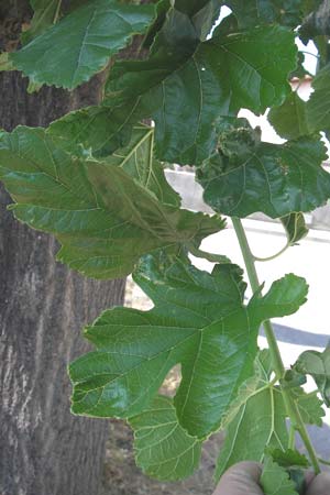 Morus rubra \ Roter Maulbeerbaum / Red Mulberry, F S.  Gilles 26.5.2009
