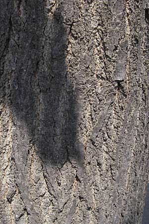 Morus rubra \ Roter Maulbeerbaum / Red Mulberry, F S.  Gilles 26.5.2009
