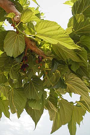 Morus rubra \ Roter Maulbeerbaum / Red Mulberry, F S.  Gilles 26.5.2009