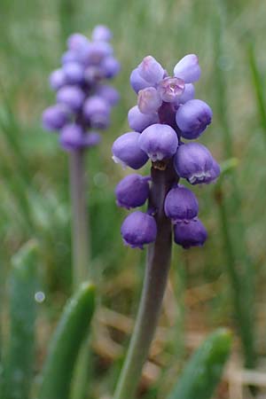 Muscari botryoides \ Kurztraubige Bisamhyazinthe, Kleine Traubenhyazinthe / Compact Grape Hyacinth, F Molines-en-Queyras 30.4.2023