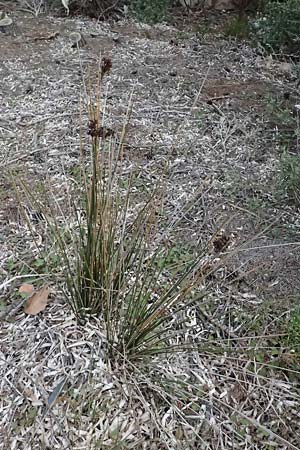 Juncus maritimus \ Strand-Binse / Sea Rush, F Martigues 17.3.2024